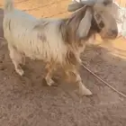 تيس يقرع شرط للبيع