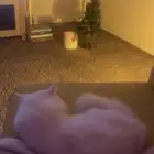 قط شيرازي ابيض ذكر للتبني
