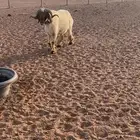 فحل للبيع