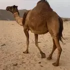 القحه صفرا كفو