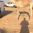 لقيه هجن شكل وسلاله تم اللبيع