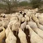 ضان رفيديات