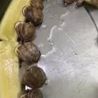 13 حلزونة للبيع ب 10 ريال