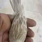 للبيع انثى كناري ازبل