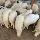 سواكن شبية الحري مرابي خمس شهور