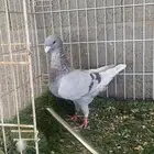 انثى هومر