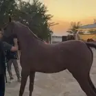 مهره شعبيه كفو