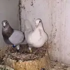 زواجل سباق 76 حبه البيع على الكل جمله ب 1100