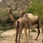ناقه وبكره