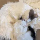 قططط التبني
