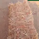 جديد ذرة جيزانية