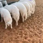 ذبائح طليان وتيوس