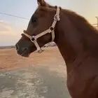 حصان شعبي شيخ