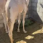 قعود مفرود للبيع