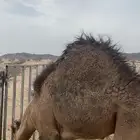 حشوان للبيع على الحليب فل شحم لحم