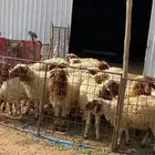 15 خروف نعيمي - جذعان ( للبيع )