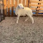 طلي ذبيحه