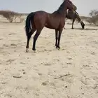 البيع حصان كفو اسلامه شرط وسبوق وطبعه مع البل كفو والمقهور