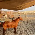 فحل محايلي صنف