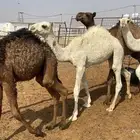 قعدان للبيع