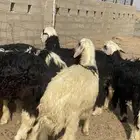 بهم فاخر شعره وطرف بريات ذبائح طيبه وسليمه من جميع النواحي