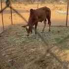 حسيل ذكران العدد 4