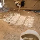 ديك فارسي أصيل مشروط من كلشي شرط توب التب