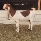 عنز دافع هولندية حجازية خصم الخصم