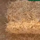 تبن قمح ناعم