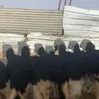 رخال نجد