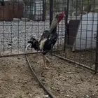 ديك باكستاني