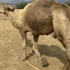 بعير فحل