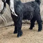 تيس عارضي صنف فاخر