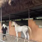 حصان عربي اصيل سبوق و طرب