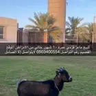 للبيع الماعز القزم