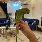دره اليف
