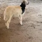 طلي فل شحم تم البيع