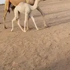 ناقه خلقه شقحاء طيبه