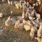 للبيع دجاج لاحم
