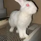 ارانب للبيع ذكر وانثى الصحه ممتازه