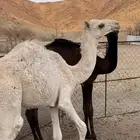 قعدان