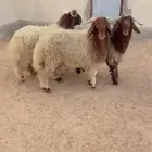 طليان نعيم الرياض حي الشفاء أي مكان نوصل فيه ذبح باقي 3 فقط
