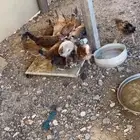دجاج