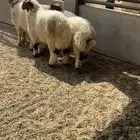 للبيع خرفان طيبه وا جبره