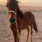 للبيع مهر شعبي
