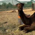 بكره مجهم حواره