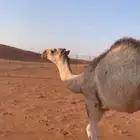 حاشي للبيع الموقع من المزاحميه قريب