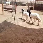 سويكنيه معها رخل فل شحم