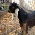 للبيع تيس عارضي صنف