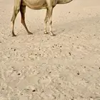 سودانيه طيبه لقحه